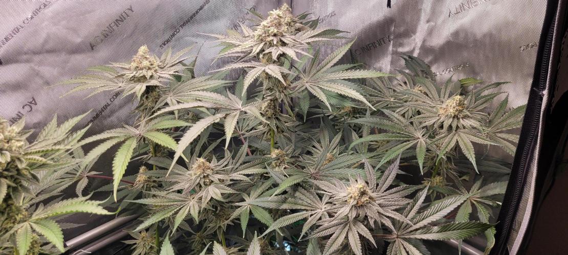 3rd Coco grow. Week 12