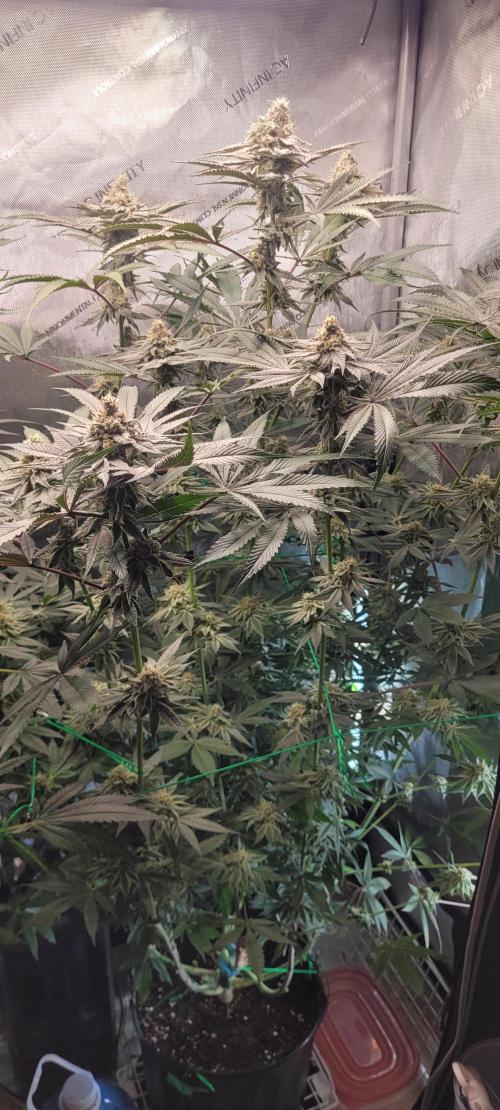 3rd Coco grow. Week 12