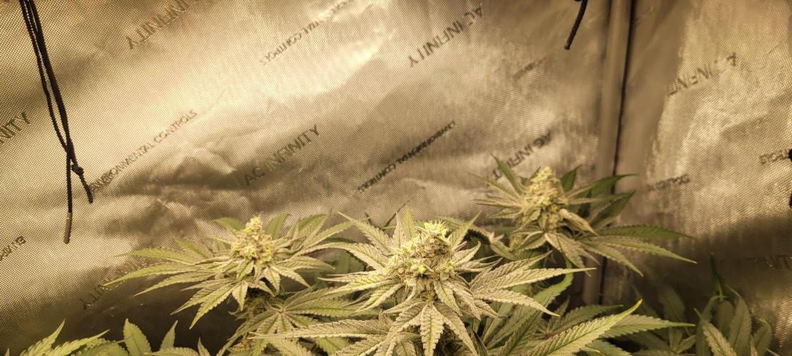 3rd Coco grow. Week 12