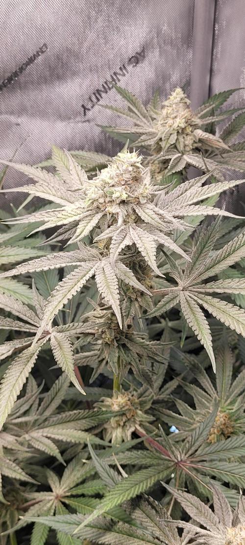 3rd Coco grow. Week 12