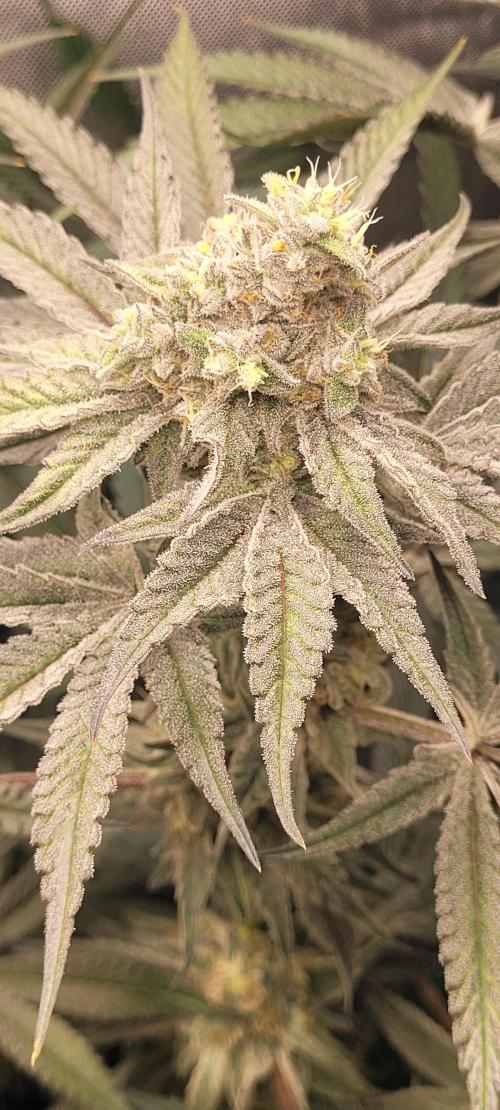 3rd Coco grow. Week 12