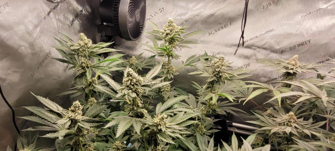 3rd Coco grow. Week 12