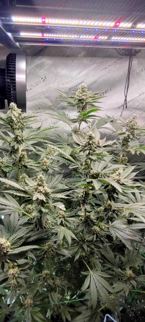 3rd Coco grow. Week 12