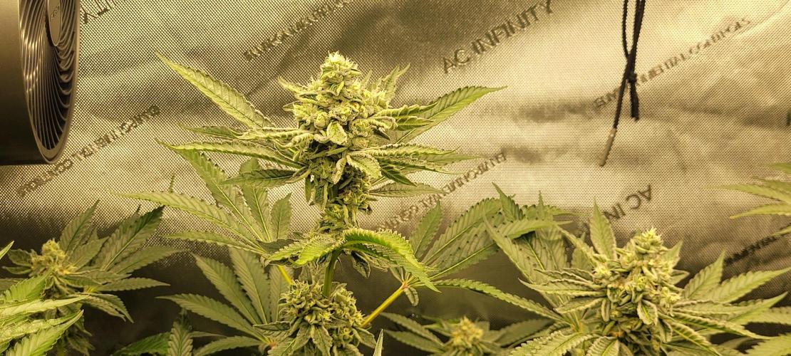 3rd Coco grow. Week 12