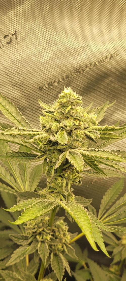 3rd Coco grow. Week 12