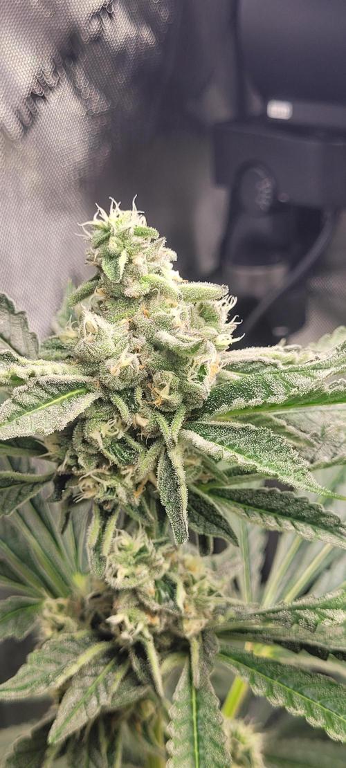 3rd Coco grow. Week 12