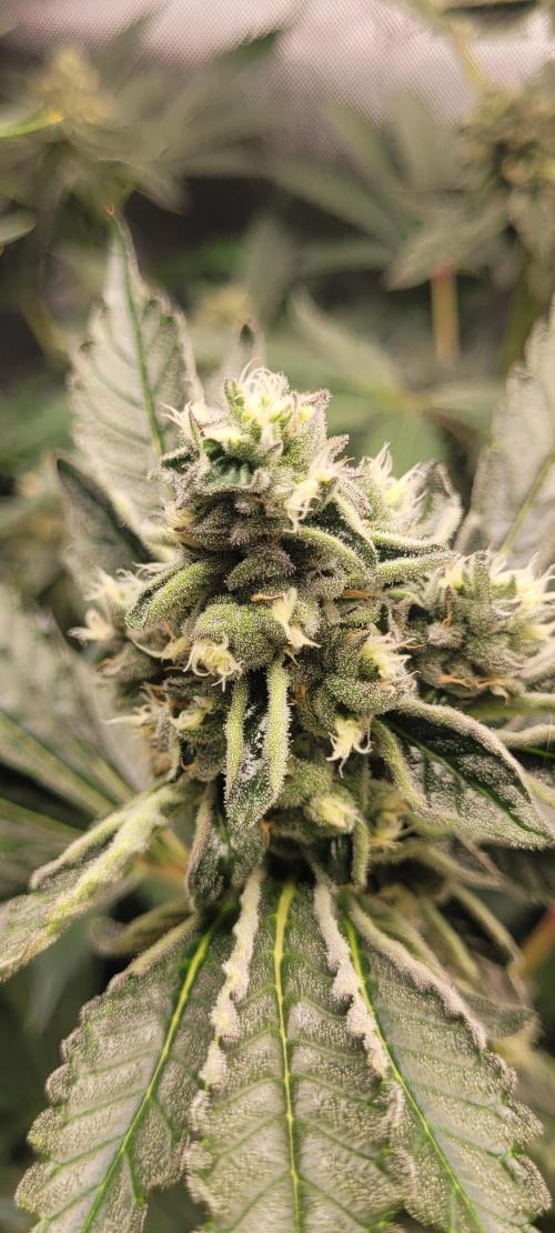 3rd Coco grow. Week 12