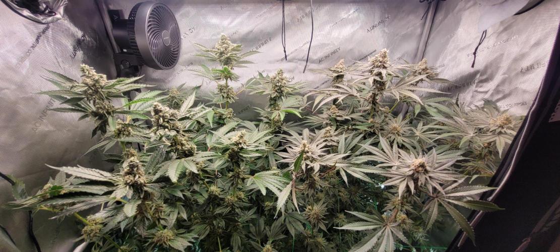 3rd Coco grow. Week 13