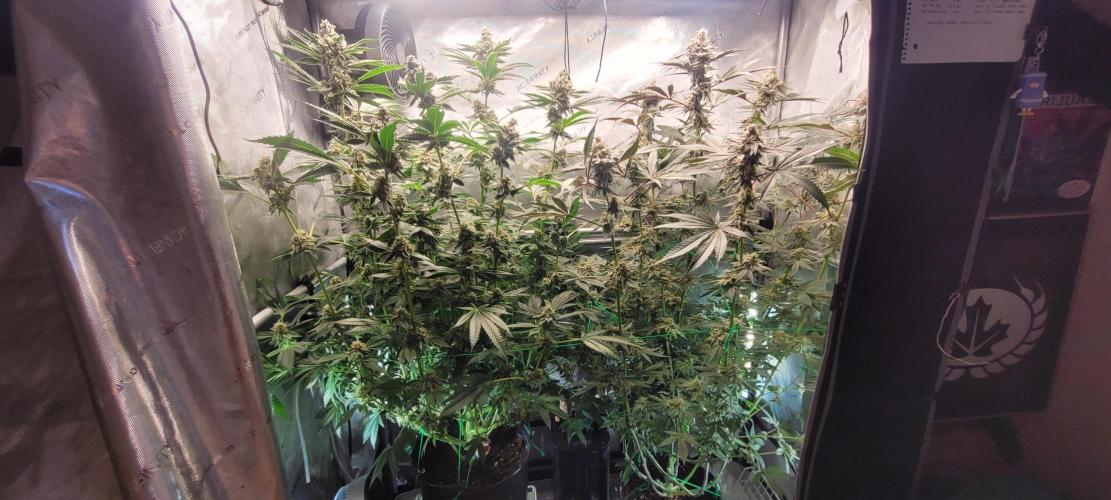 3rd Coco grow. Week 13