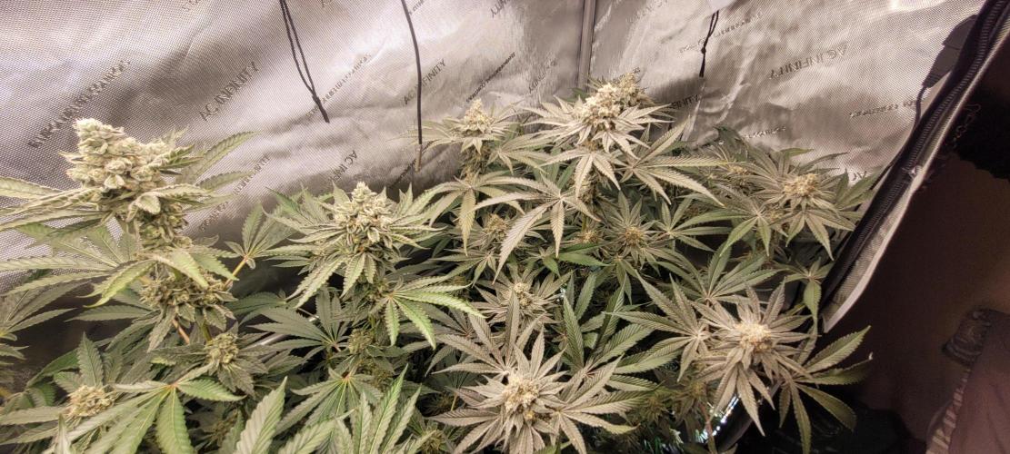 3rd Coco grow. Week 13