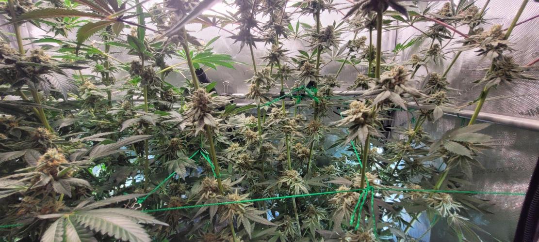 3rd Coco grow. Week 13