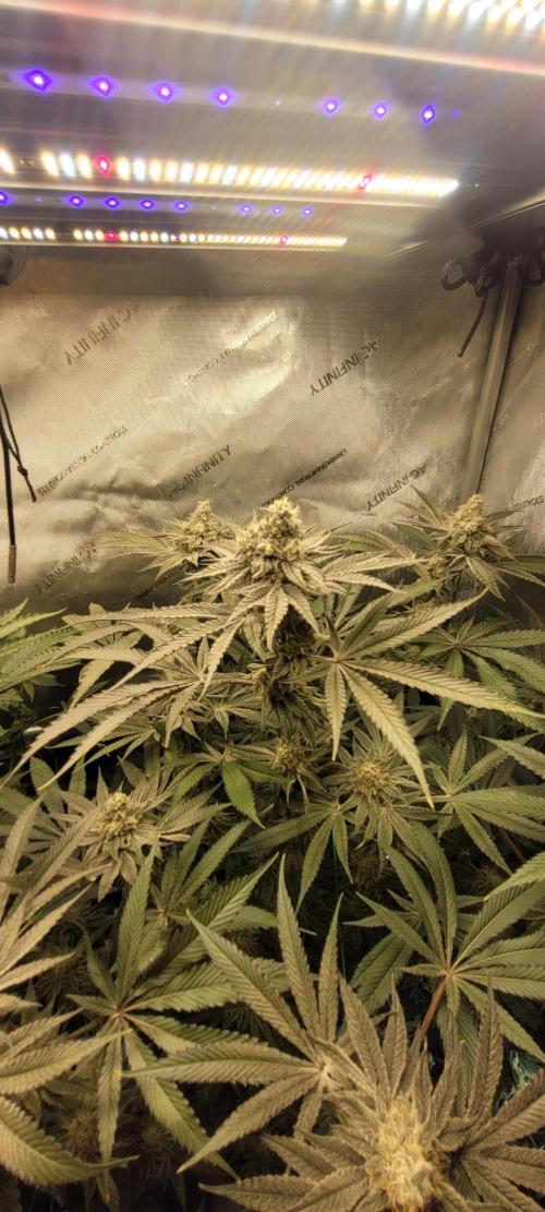 3rd Coco grow. Week 13