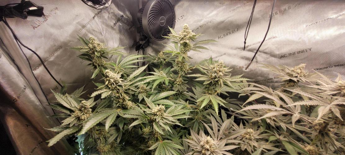 3rd Coco grow. Week 13