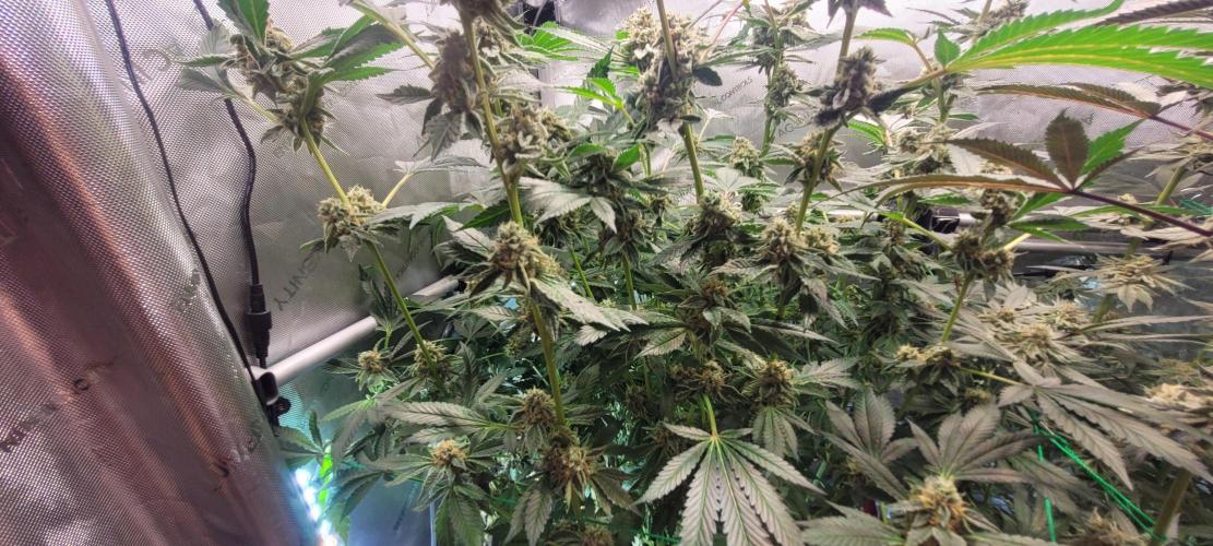 3rd Coco grow. Week 13