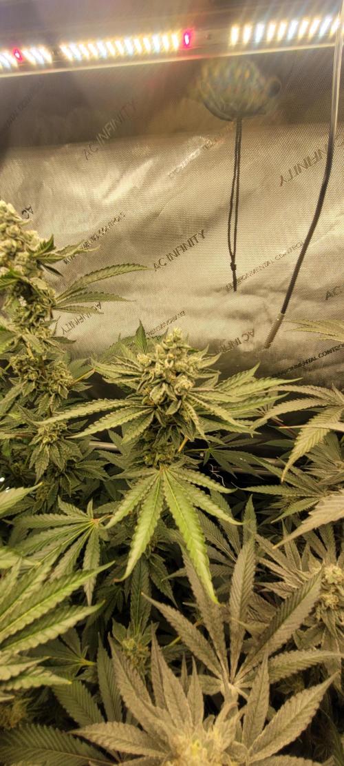 3rd Coco grow. Week 13