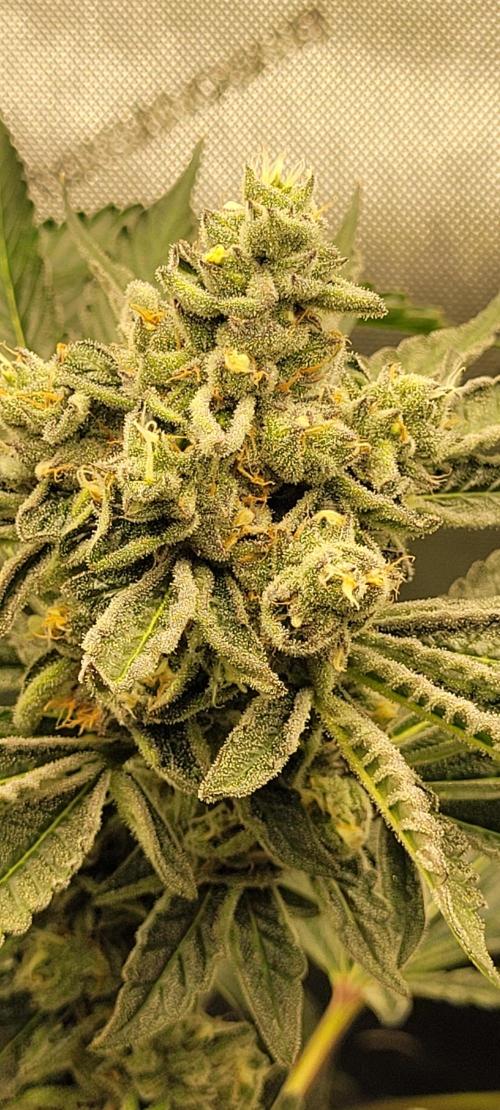 3rd Coco grow. Week 13