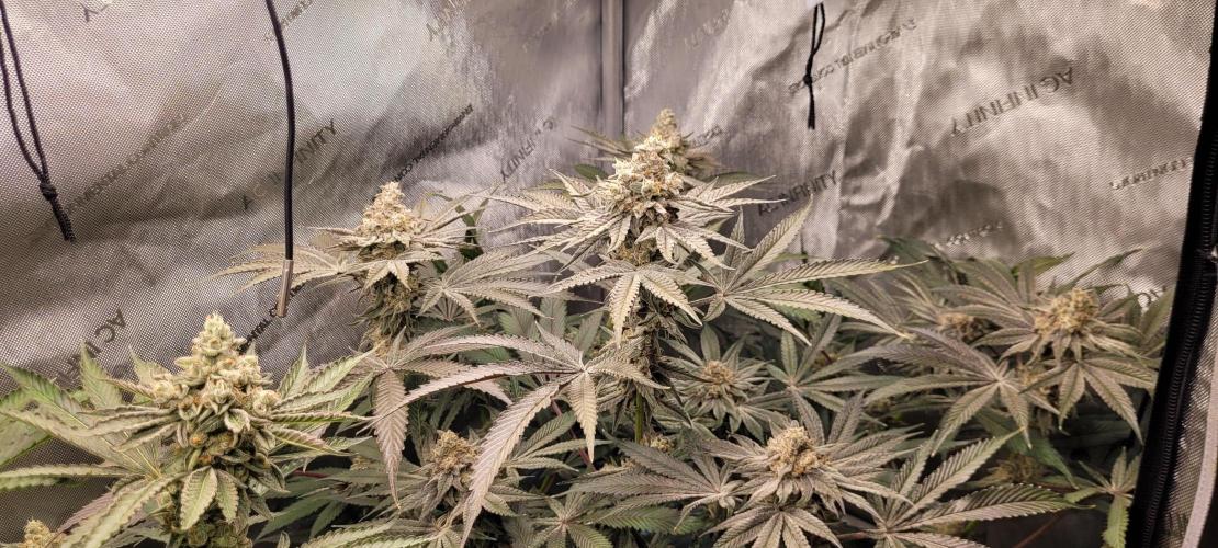 3rd Coco grow. Week 14