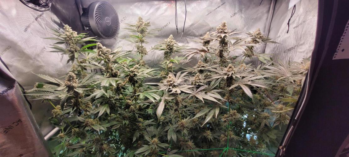 3rd Coco grow. Week 14