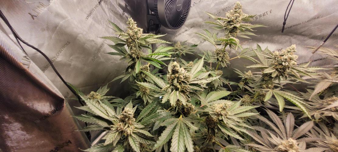 3rd Coco grow. Week 14