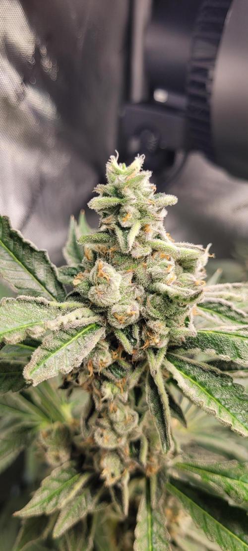 3rd Coco grow. Week 14