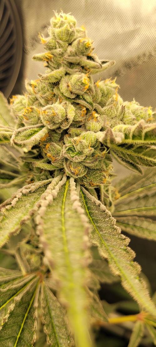 3rd Coco grow. Week 14