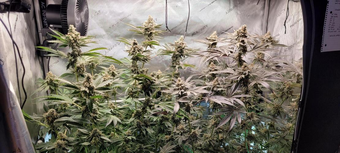 3rd Coco grow. Week 15