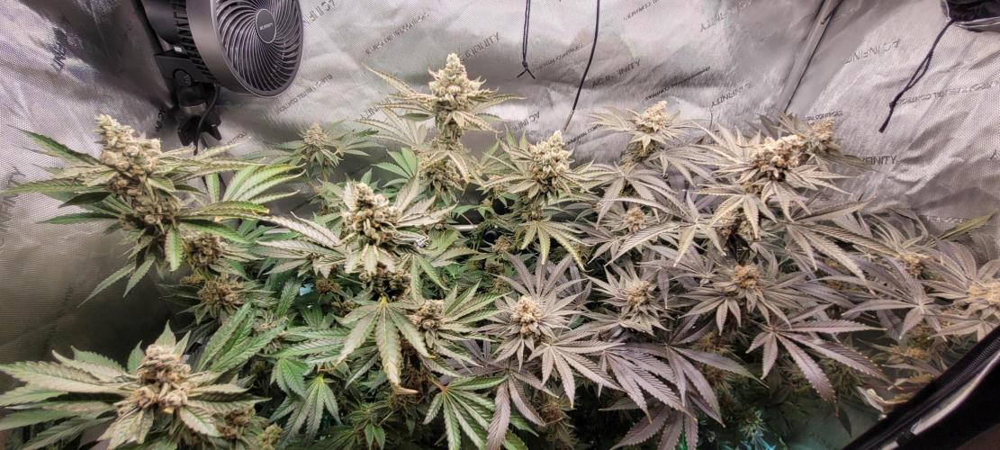 3rd Coco grow. Week 15