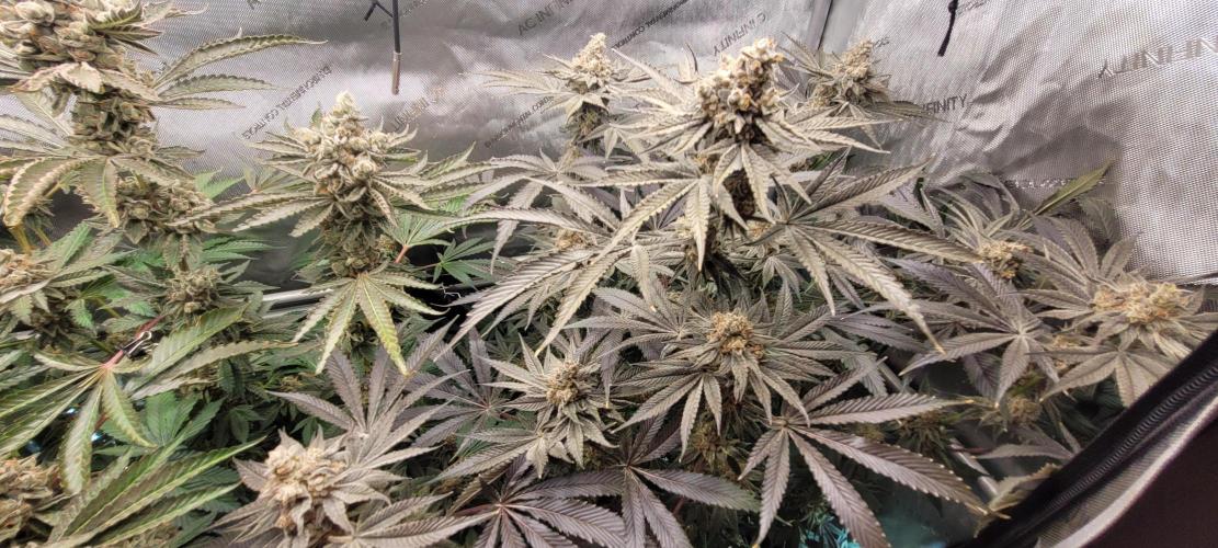 3rd Coco grow. Week 15