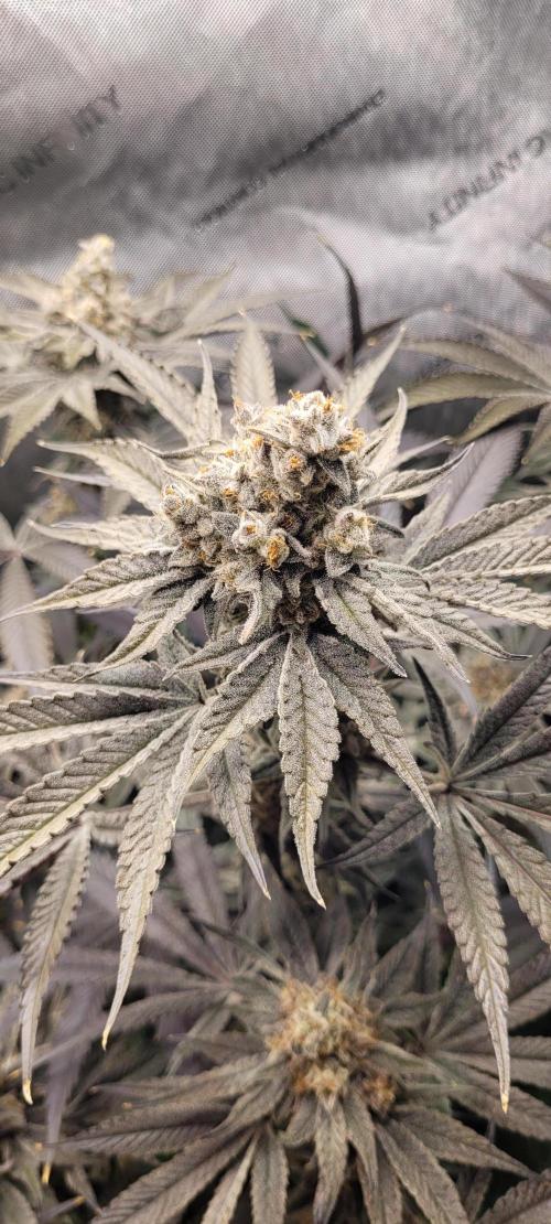 3rd Coco grow. Week 15