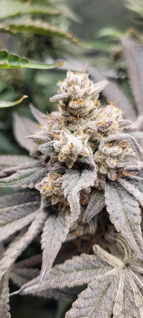 3rd Coco grow. Week 15