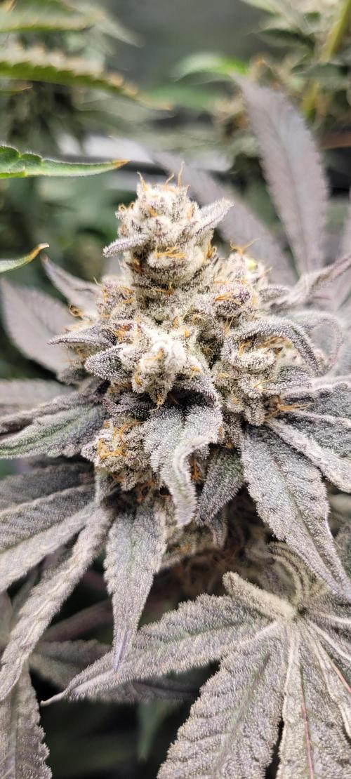 3rd Coco grow. Week 15