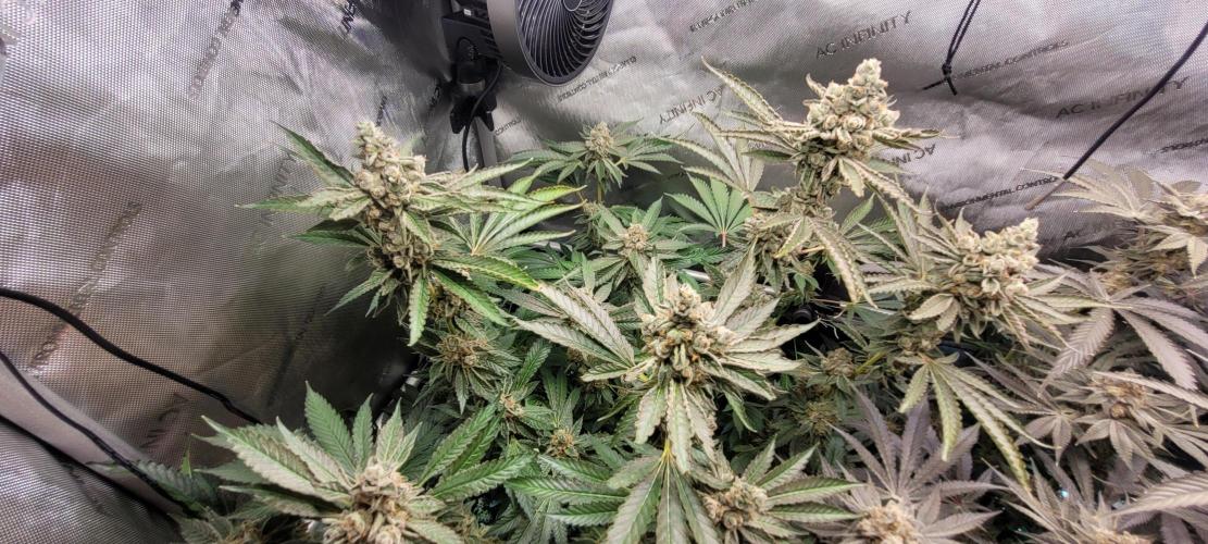 3rd Coco grow. Week 15