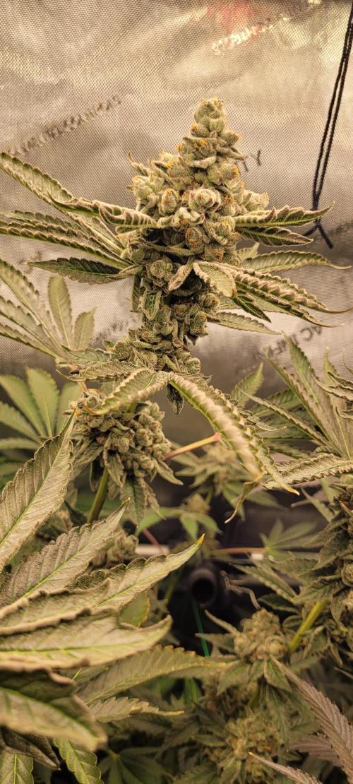 3rd Coco grow. Week 15