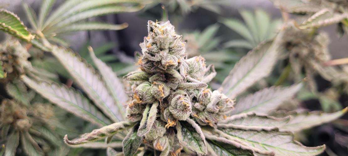 3rd Coco grow. Week 15