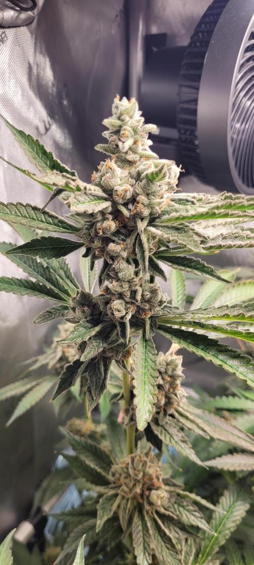 3rd Coco grow. Week 15