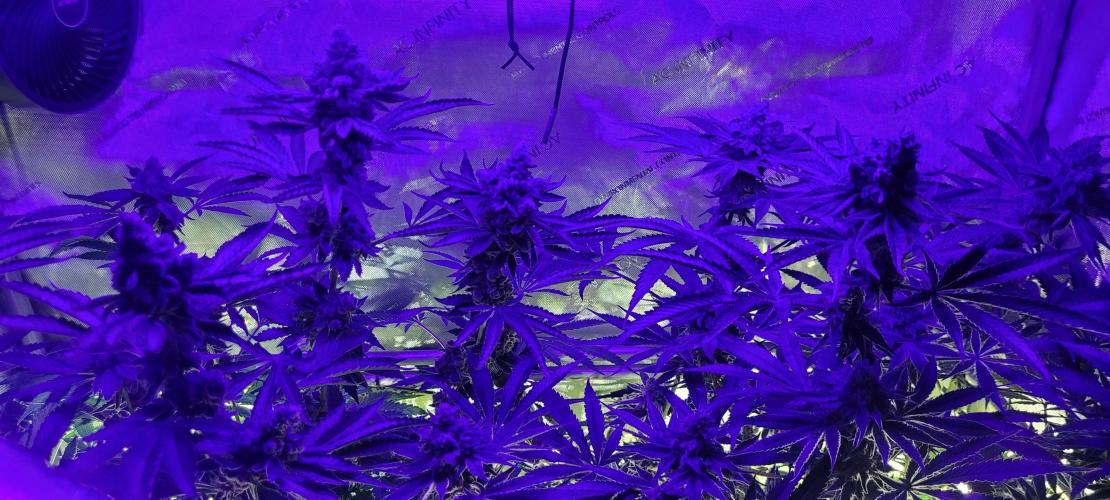 3rd Coco grow. Week 16