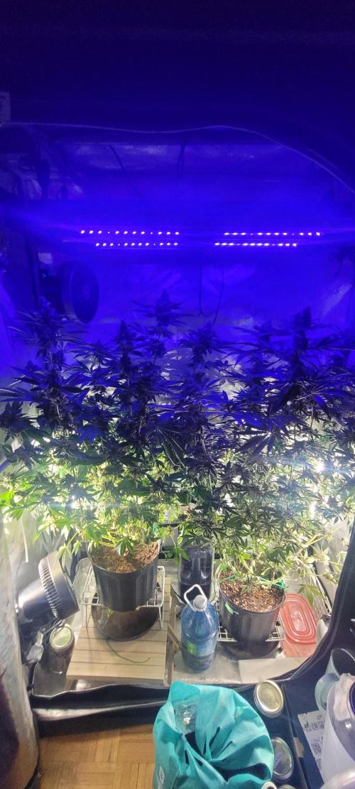 3rd Coco grow. Week 16