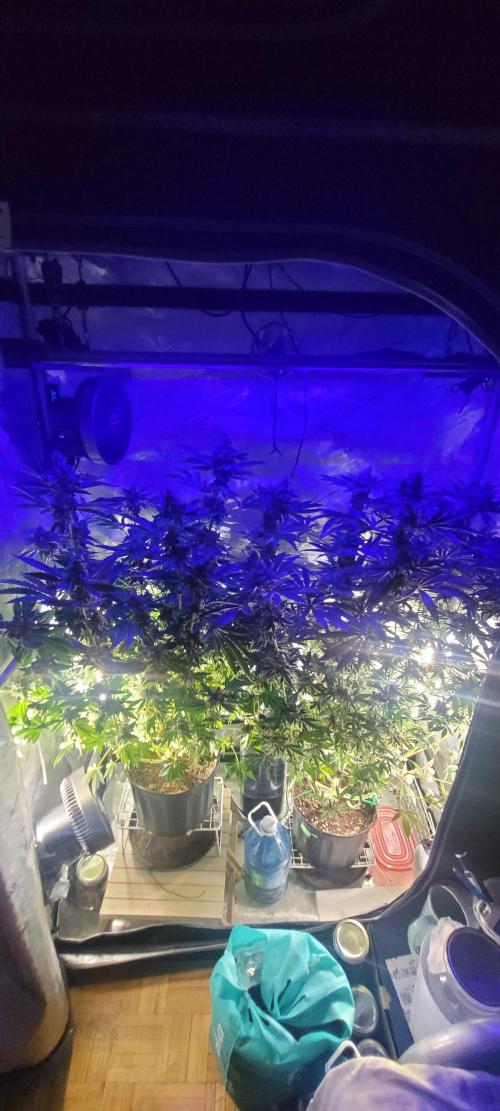 3rd Coco grow. Week 16