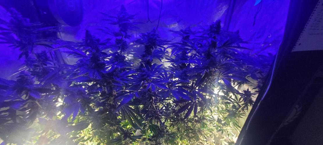 3rd Coco grow. Week 16