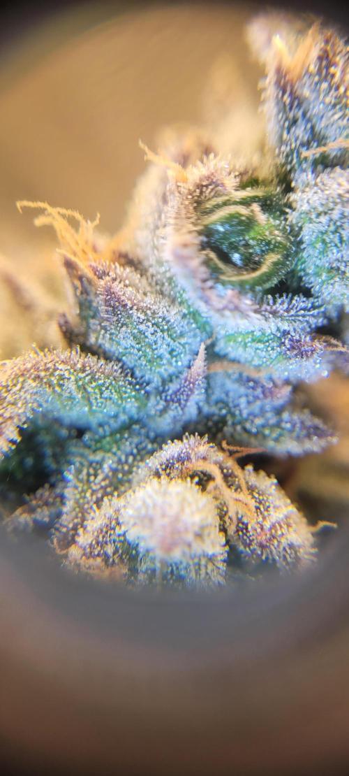 3rd Coco grow. Week 16