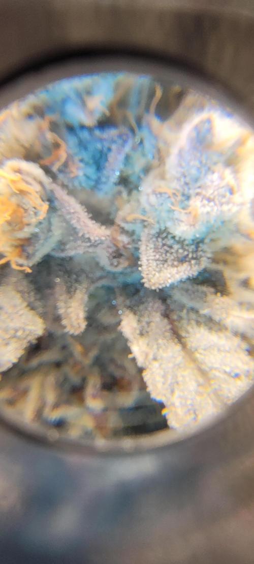 3rd Coco grow. Week 16