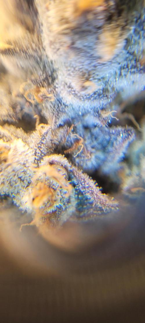 3rd Coco grow. Week 16