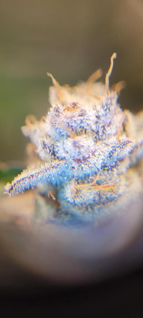 3rd Coco grow. Week 16