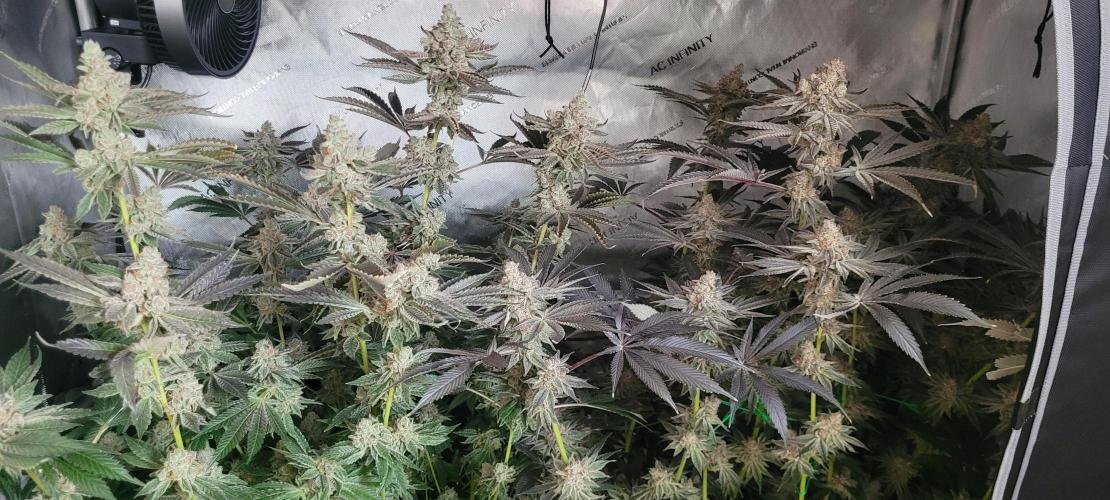 3rd Coco grow. Week 16