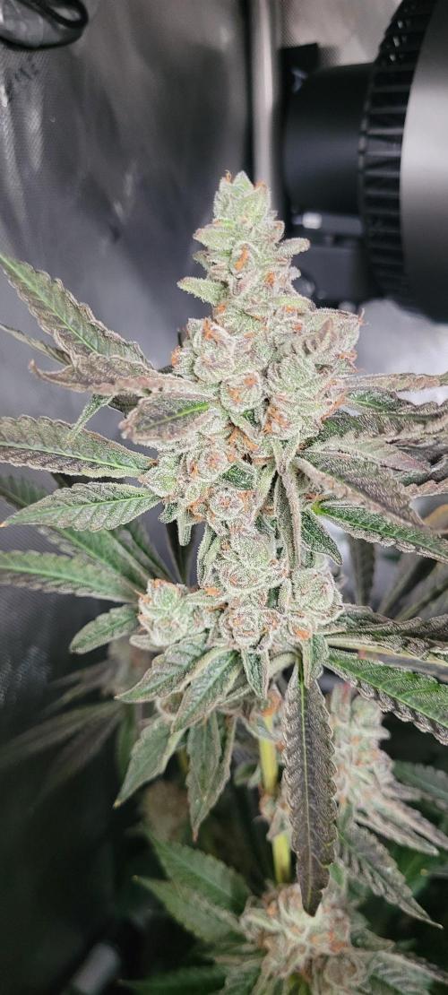 3rd Coco grow. Week 16