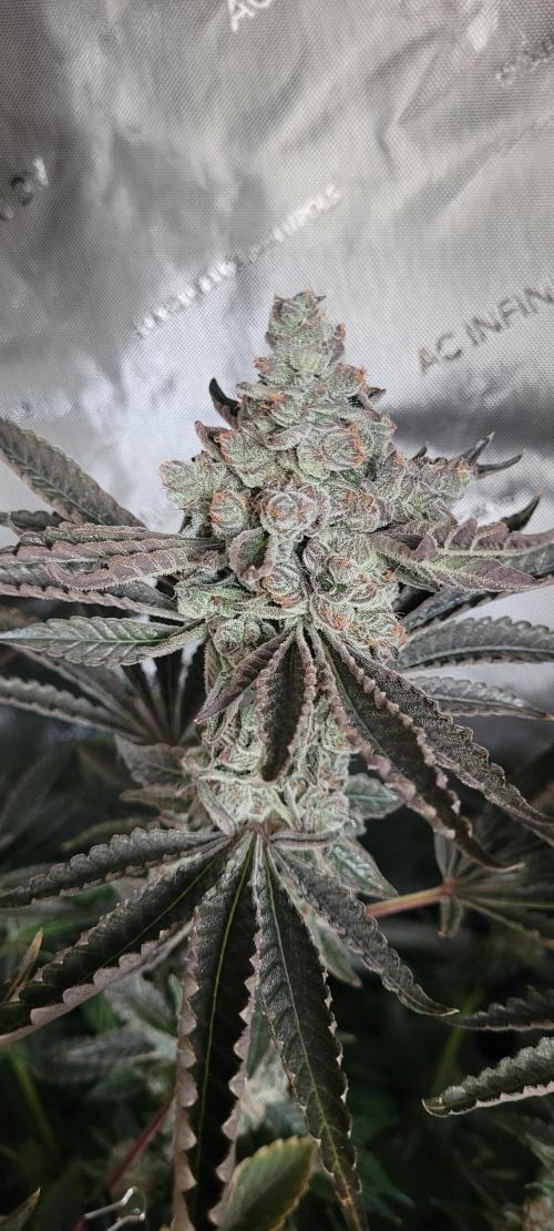 3rd Coco grow. Week 16