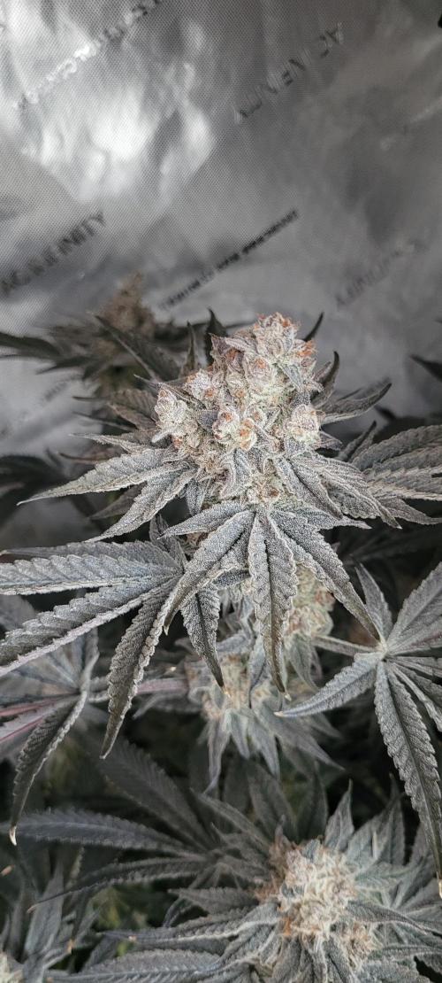 3rd Coco grow. Week 16