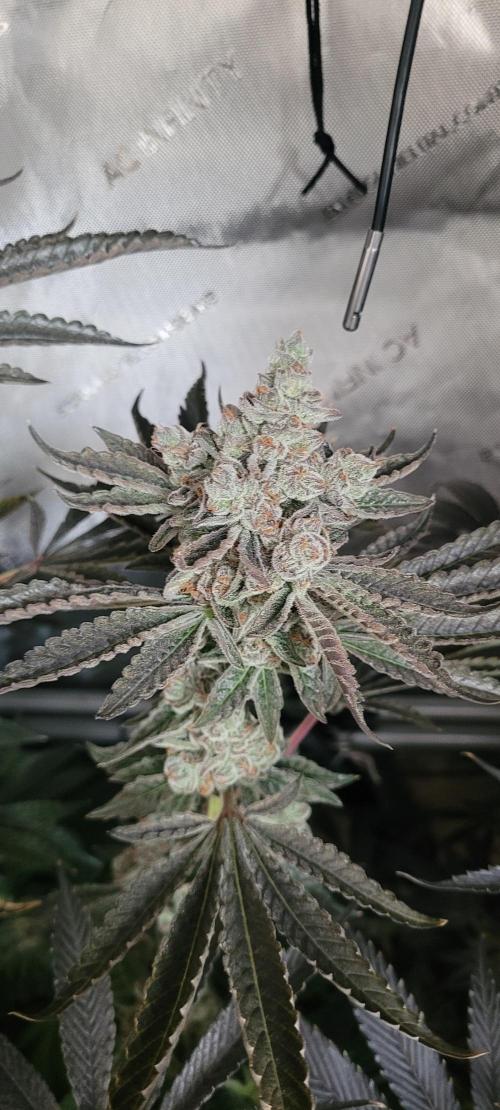 3rd Coco grow. Week 16