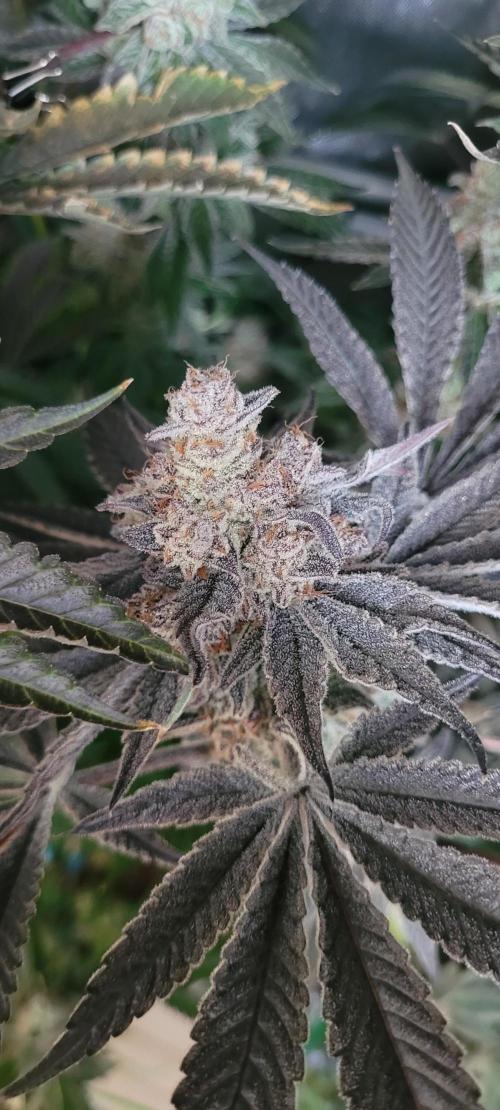 3rd Coco grow. Week 16