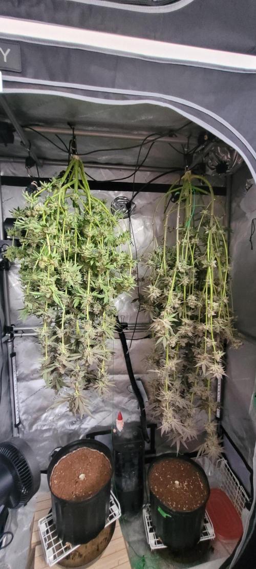 3rd Coco grow. Week 16